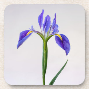 Dessous-de-verre Flowers Purple Iris Flower