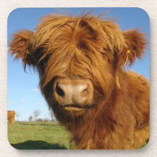 Dessous-de-verre Fluffy Scottish Highland Cow