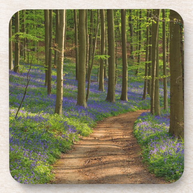 Dessous-de-verre Forest | Bluebell Forest en Belgique (Devant)