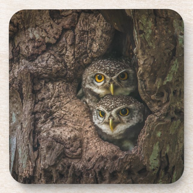Dessous-de-verre Forest | Deux Owls Looking (Devant)