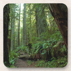 Dessous-de-verre Forêt ancienne à Twanoh State Park, WA