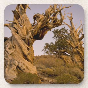 Dessous-de-verre Forêt antique de bristlecone, Montagnes blanches,