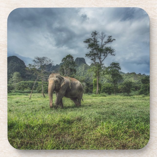 Dessous-de-verre Forêt | Parc national de Kao Sok (Devant)