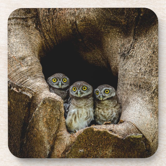 Dessous-de-verre Forêt | Trois Chouettes (Devant)