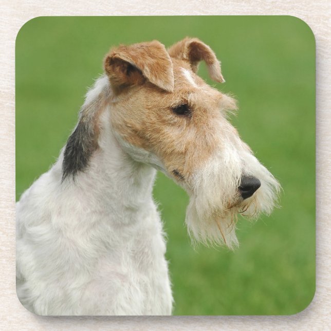 Dessous-de-verre Fox Terrier (Devant)