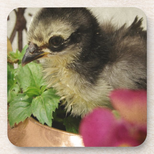 Dessous-de-verre Frizzle Chick (Devant)