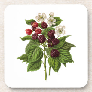 Dessous-de-verre Fruits : A014 Blackberry -