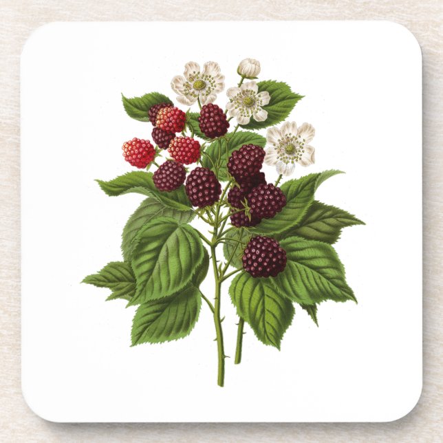 Dessous-de-verre Fruits : A014 Blackberry - (Devant)
