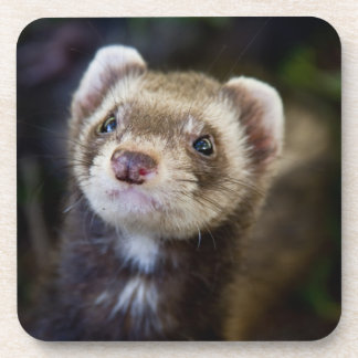 Dessous-de-verre Furet
