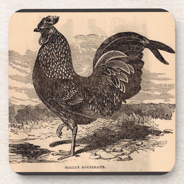 Dessous-de-verre Galus Sonneratii du 19e siècle (Devant)