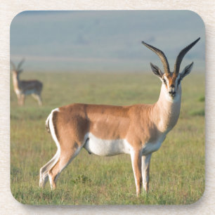 Dessous-de-verre Gazelle de Grant, cratère du Ngorongoro, Ngorongor