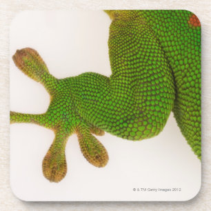 Dessous-de-verre Gecko de jour du Madagascar (madagascariensis 2 de