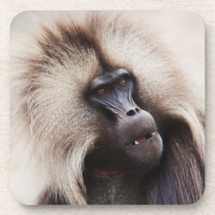 Dessous-de-verre Gelada Baboon, Éthiopie