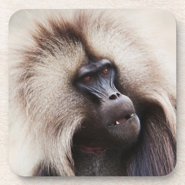 Dessous-de-verre Gelada Baboon, Éthiopie (Devant)