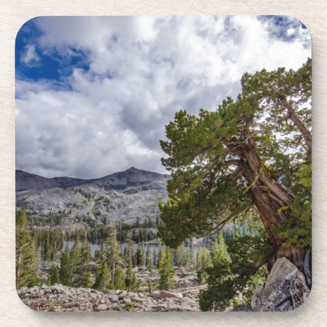 Dessous-de-verre Genévrier de la Sierra et arbres à feuilles persis (Devant)