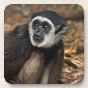 Dessous-de-verre Gibbon à mains blanches (Hylobates Lar), Monkeylan