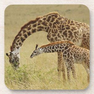 Dessous-de-verre Girafe maasaï mère et bébé, Giraffa