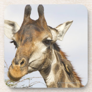 Dessous-de-verre Girafe, parc national de Kruger, Afrique du Sud