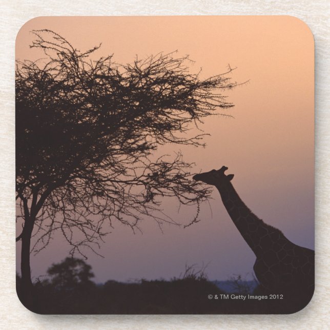 Dessous-de-verre Girafe réticulée (Devant)