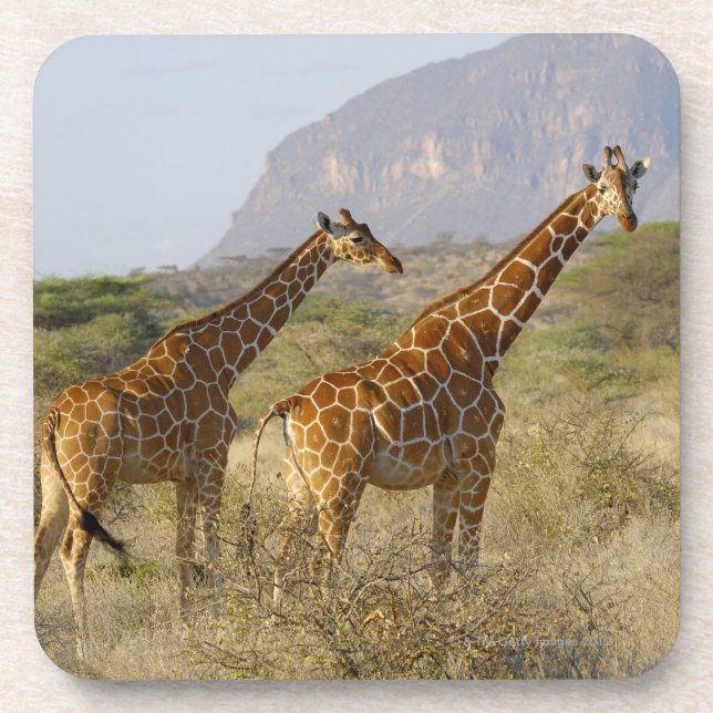 Dessous-de-verre Girafe somalienne, girafe réticulée, Giraffa (Devant)