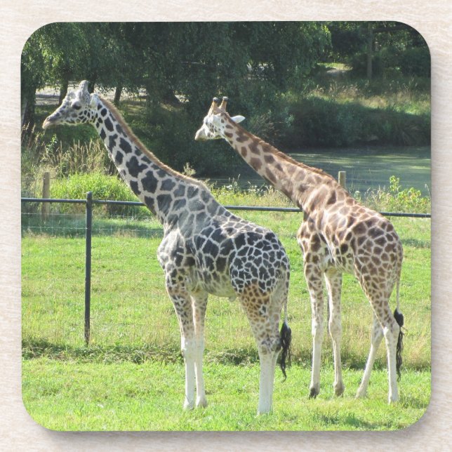 Dessous-de-verre Girafes (Devant)