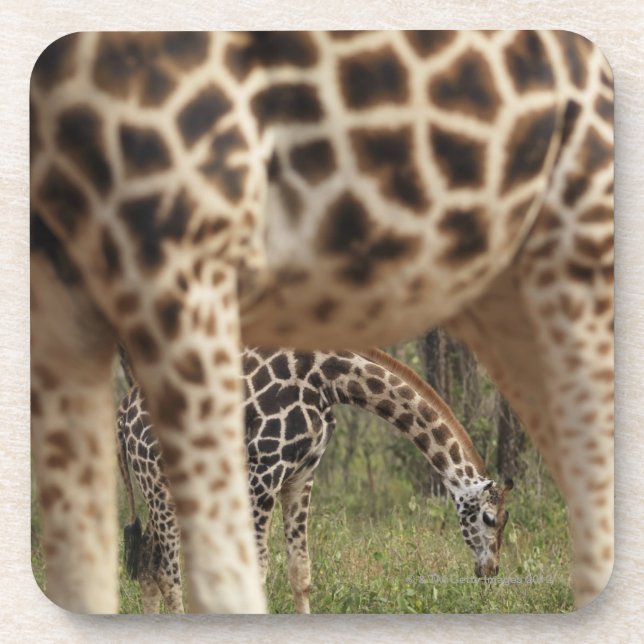 Dessous-de-verre Girafes 2 (Devant)
