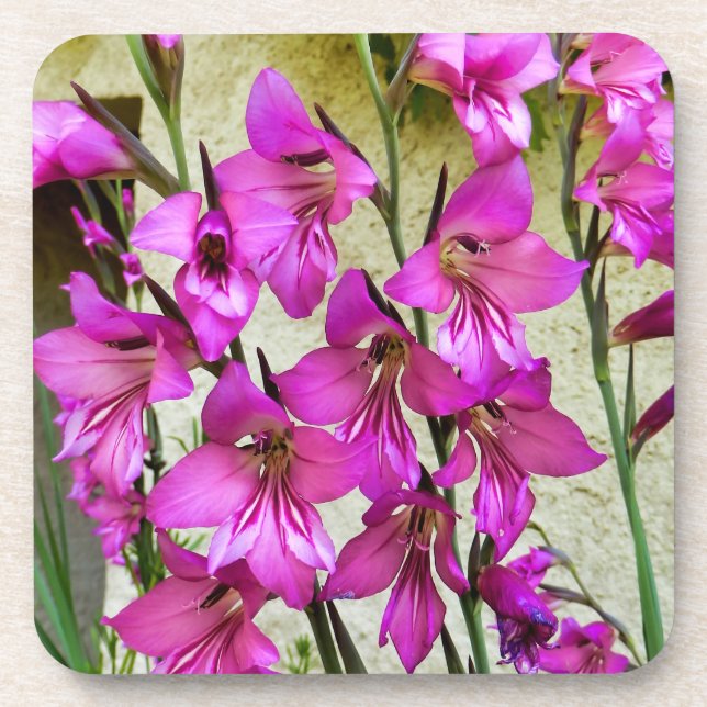 Dessous-de-verre Gladiolus byzantin (Devant)