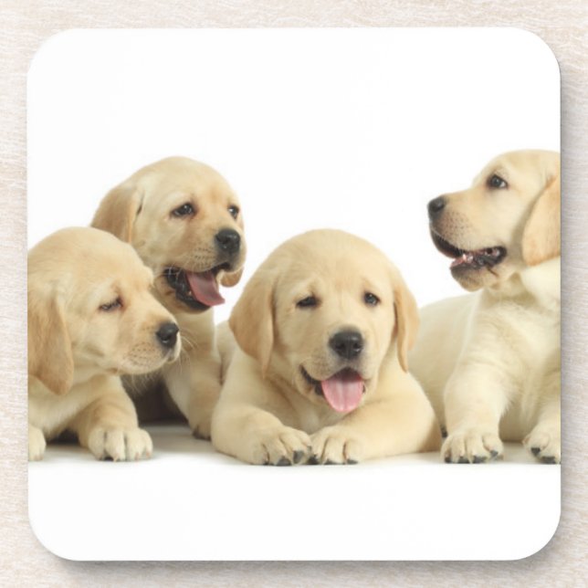 Dessous-de-verre Golden Labrador Pupile (Devant)