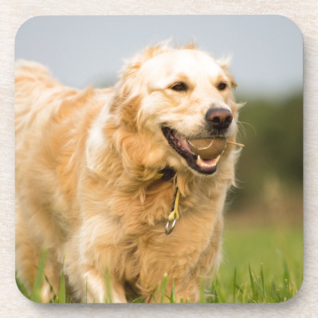 Dessous-de-verre Golden Retriever (Devant)
