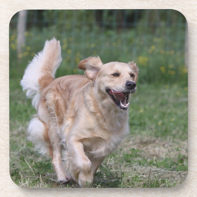 Dessous-de-verre Golden retriever courant 1 (Devant)