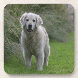 Dessous-de-verre Golden retriever courant 2