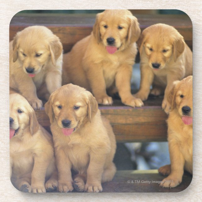 Dessous-de-verre Golden retriever ; est relativement un moderne et (Devant)