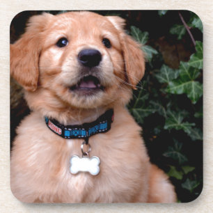 Dessous-de-verre Golden Retriever Puppy