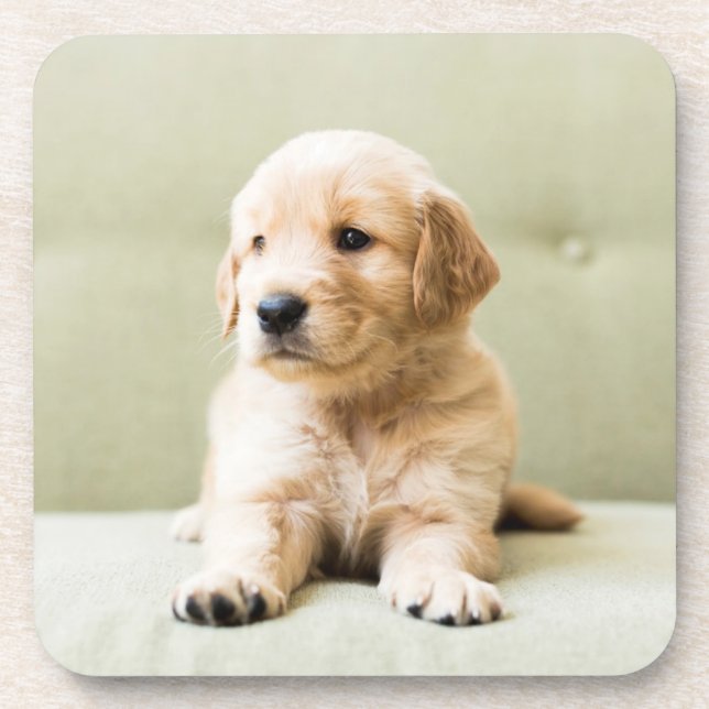Dessous-de-verre Golden Retriever Puppy (Devant)