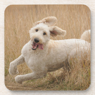 Dessous-de-verre Goldendoodle traverse l'herbe