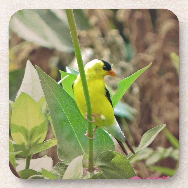 Dessous-de-verre Goldfinch (Devant)