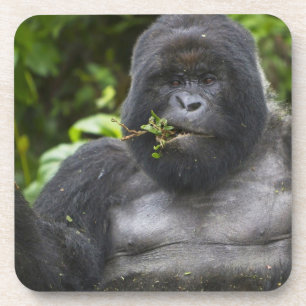 Dessous-de-verre Gorille de montagne et Silverback