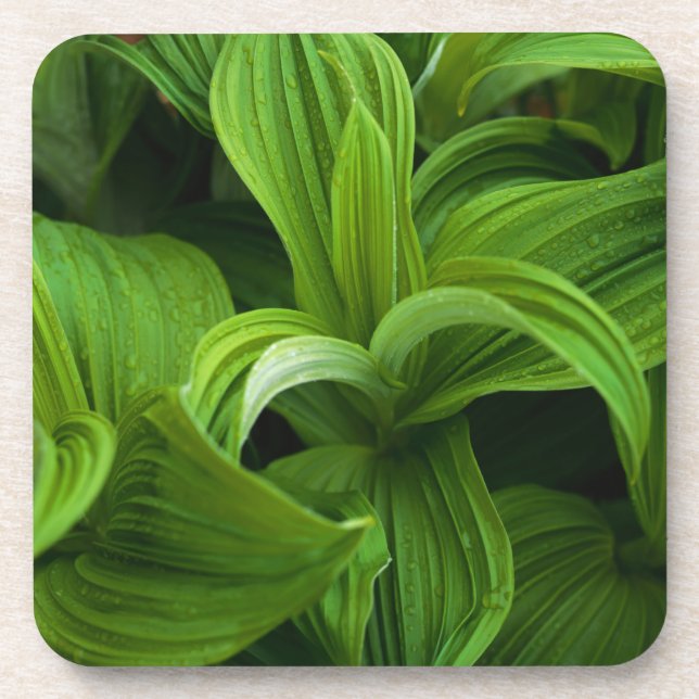 Dessous-de-verre Gouttes de rosée sur un Helabore faux (Devant)