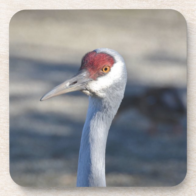 Dessous-de-verre Graine de Sandhill (Devant)