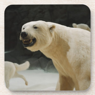 Dessous-de-verre Graine d'ours polaire