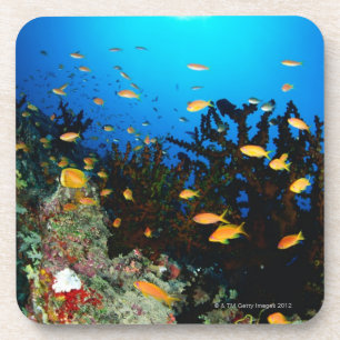 Dessous-de-verre Grand groupe de natation de poissons de Goldie de