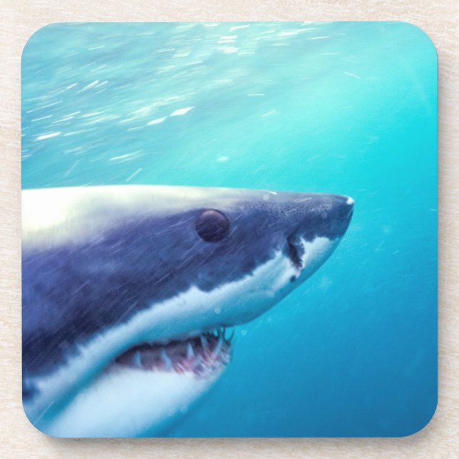 Dessous-de-verre Grand requin blanc | Afrique du Sud (Devant)