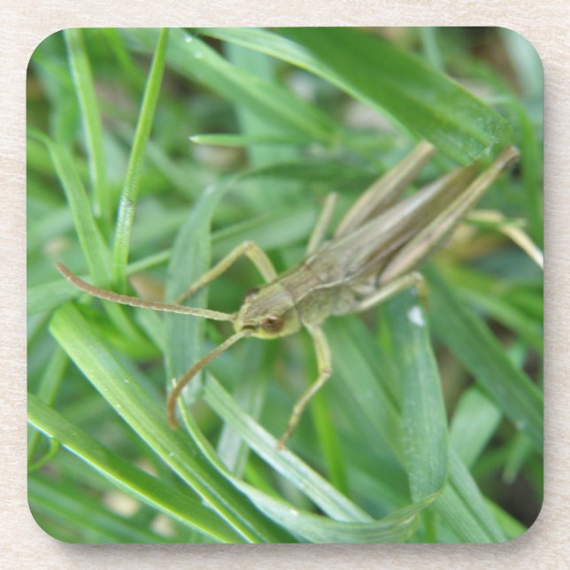 Dessous de verre Grasshopper Cork (Devant)