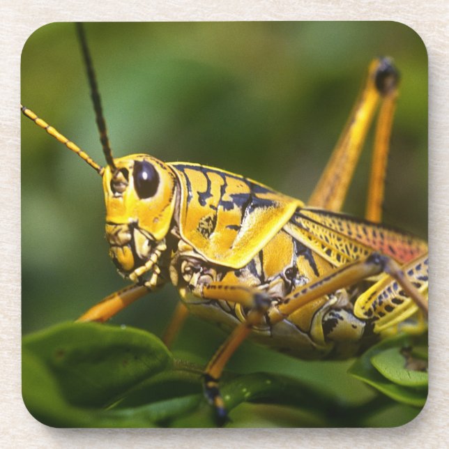 Dessous-de-verre Grasshopper, Parc national des Everglades, Floride (Devant)