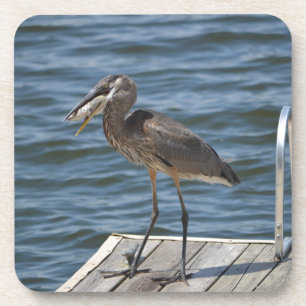 Dessous-de-verre Great Blue Heron Bird Nature Faune Photographie