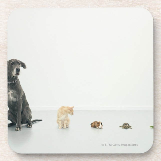 Dessous-de-verre Great dane, chat, cobaye, tortue et lingot (Devant)