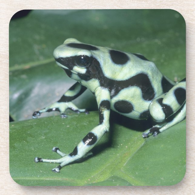 Dessous-de-verre Grenouille à flèches empoisonnées, (Dendrobates au (Devant)