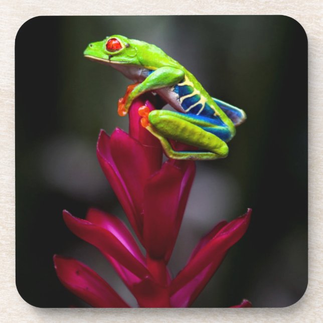Dessous-de-verre Grenouille aux yeux rouges (Devant)