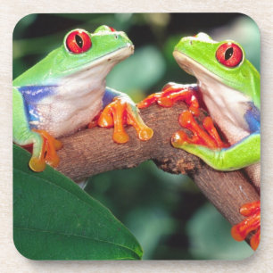 Dessous-de-verre Grenouille aux yeux rouges, Agalychinis callidryas