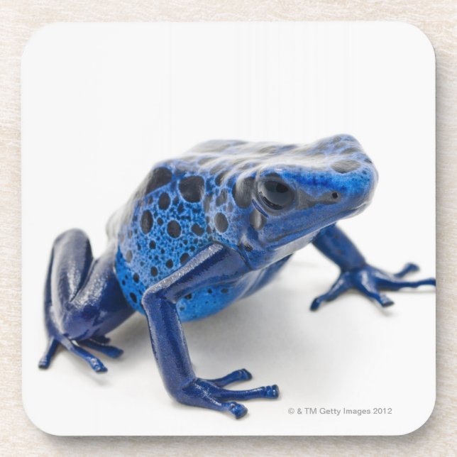 Dessous-de-verre Grenouille bleue de dard de poison (Dendrobates (Devant)